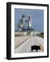 A Wild Hog Walks Across the Road-null-Framed Photographic Print