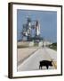 A Wild Hog Walks Across the Road-null-Framed Photographic Print