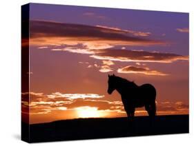 A Wild Horse Lingers at the Edge of the Badlands Near Fryburg, N.D.-Ruth Plunkett-Stretched Canvas