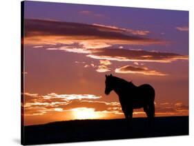 A Wild Horse Lingers at the Edge of the Badlands Near Fryburg, N.D.-Ruth Plunkett-Stretched Canvas