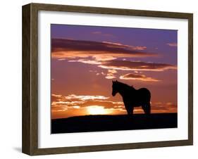 A Wild Horse Lingers at the Edge of the Badlands Near Fryburg, N.D.-Ruth Plunkett-Framed Premium Photographic Print