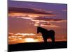 A Wild Horse Lingers at the Edge of the Badlands Near Fryburg, N.D.-Ruth Plunkett-Mounted Premium Photographic Print