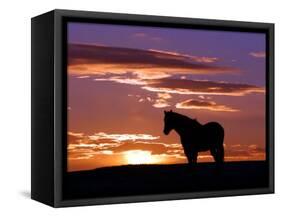 A Wild Horse Lingers at the Edge of the Badlands Near Fryburg, N.D.-Ruth Plunkett-Framed Stretched Canvas