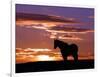 A Wild Horse Lingers at the Edge of the Badlands Near Fryburg, N.D.-Ruth Plunkett-Framed Photographic Print