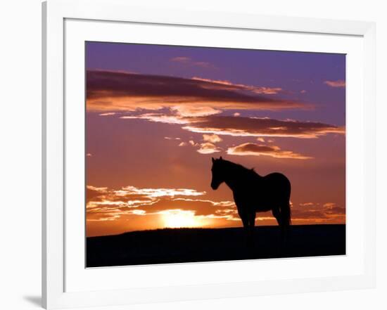 A Wild Horse Lingers at the Edge of the Badlands Near Fryburg, N.D.-Ruth Plunkett-Framed Photographic Print