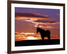 A Wild Horse Lingers at the Edge of the Badlands Near Fryburg, N.D.-Ruth Plunkett-Framed Photographic Print