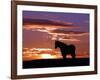 A Wild Horse Lingers at the Edge of the Badlands Near Fryburg, N.D.-Ruth Plunkett-Framed Photographic Print