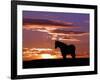 A Wild Horse Lingers at the Edge of the Badlands Near Fryburg, N.D.-Ruth Plunkett-Framed Photographic Print