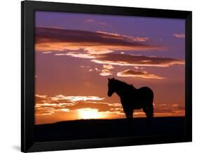 A Wild Horse Lingers at the Edge of the Badlands Near Fryburg, N.D.-Ruth Plunkett-Framed Photographic Print