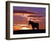 A Wild Horse Lingers at the Edge of the Badlands Near Fryburg, N.D.-Ruth Plunkett-Framed Photographic Print