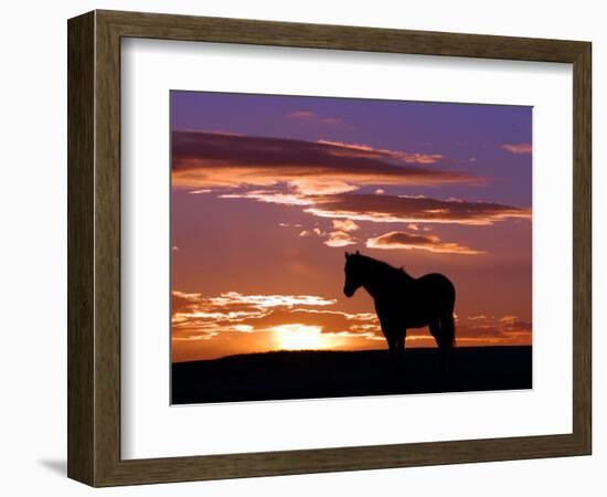 A Wild Horse Lingers at the Edge of the Badlands Near Fryburg, N.D.-Ruth Plunkett-Framed Photographic Print