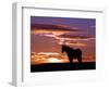 A Wild Horse Lingers at the Edge of the Badlands Near Fryburg, N.D.-Ruth Plunkett-Framed Photographic Print