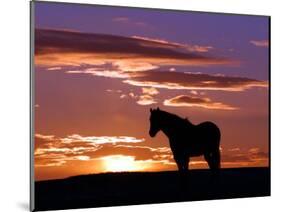 A Wild Horse Lingers at the Edge of the Badlands Near Fryburg, N.D.-Ruth Plunkett-Mounted Photographic Print