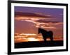 A Wild Horse Lingers at the Edge of the Badlands Near Fryburg, N.D.-Ruth Plunkett-Framed Photographic Print