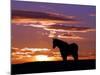 A Wild Horse Lingers at the Edge of the Badlands Near Fryburg, N.D.-Ruth Plunkett-Mounted Photographic Print