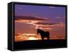 A Wild Horse Lingers at the Edge of the Badlands-null-Framed Stretched Canvas