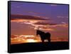 A Wild Horse Lingers at the Edge of the Badlands-null-Framed Stretched Canvas