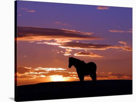 A Wild Horse Lingers at the Edge of the Badlands-null-Stretched Canvas