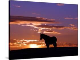 A Wild Horse Lingers at the Edge of the Badlands-null-Stretched Canvas