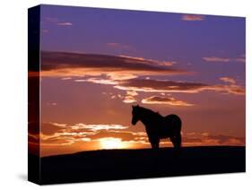 A Wild Horse Lingers at the Edge of the Badlands-null-Stretched Canvas