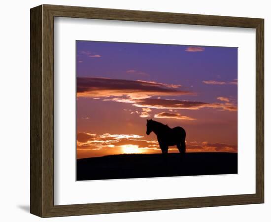 A Wild Horse Lingers at the Edge of the Badlands-null-Framed Photographic Print