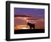 A Wild Horse Lingers at the Edge of the Badlands-null-Framed Photographic Print