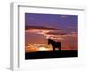 A Wild Horse Lingers at the Edge of the Badlands-null-Framed Photographic Print