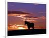 A Wild Horse Lingers at the Edge of the Badlands-null-Framed Photographic Print