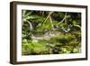 A wild juvenile spectacled caiman (Caiman crocodilus) at night on the El Dorado River, Loreto, Peru-Michael Nolan-Framed Photographic Print