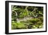 A wild juvenile spectacled caiman (Caiman crocodilus) at night on the El Dorado River, Loreto, Peru-Michael Nolan-Framed Photographic Print