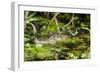 A wild juvenile spectacled caiman (Caiman crocodilus) at night on the El Dorado River, Loreto, Peru-Michael Nolan-Framed Photographic Print