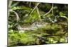 A wild juvenile spectacled caiman (Caiman crocodilus) at night on the El Dorado River, Loreto, Peru-Michael Nolan-Mounted Photographic Print