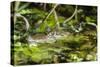 A wild juvenile spectacled caiman (Caiman crocodilus) at night on the El Dorado River, Loreto, Peru-Michael Nolan-Stretched Canvas