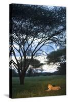 A Wild Lioness at Dusk Sitting in the Grass Underneath and Acacia Tree in Zimbabwe-Karine Aigner-Stretched Canvas