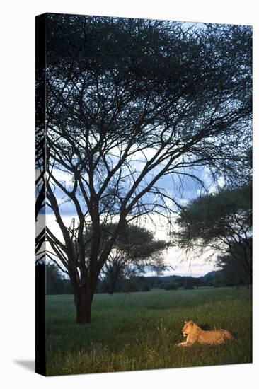 A Wild Lioness at Dusk Sitting in the Grass Underneath and Acacia Tree in Zimbabwe-Karine Aigner-Stretched Canvas