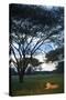 A Wild Lioness at Dusk Sitting in the Grass Underneath and Acacia Tree in Zimbabwe-Karine Aigner-Stretched Canvas