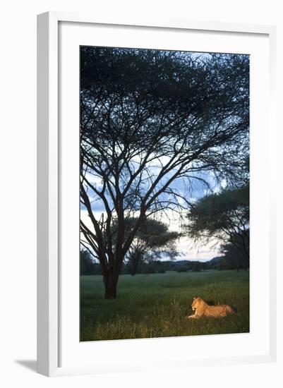 A Wild Lioness at Dusk Sitting in the Grass Underneath and Acacia Tree in Zimbabwe-Karine Aigner-Framed Photographic Print