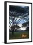 A Wild Lioness at Dusk Sitting in the Grass Underneath and Acacia Tree in Zimbabwe-Karine Aigner-Framed Photographic Print