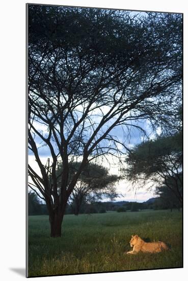 A Wild Lioness at Dusk Sitting in the Grass Underneath and Acacia Tree in Zimbabwe-Karine Aigner-Mounted Photographic Print