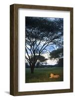 A Wild Lioness at Dusk Sitting in the Grass Underneath and Acacia Tree in Zimbabwe-Karine Aigner-Framed Photographic Print