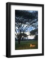 A Wild Lioness at Dusk Sitting in the Grass Underneath and Acacia Tree in Zimbabwe-Karine Aigner-Framed Photographic Print