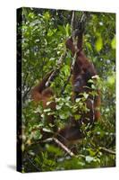 A Wild Mother and Baby Orangutan (Pongo Pygmaeus) at the Semenggok Orangutan Rehabilitation Center-Craig Lovell-Stretched Canvas