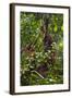 A Wild Mother and Baby Orangutan (Pongo Pygmaeus) at the Semenggok Orangutan Rehabilitation Center-Craig Lovell-Framed Photographic Print