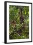 A Wild Mother and Baby Orangutan (Pongo Pygmaeus) at the Semenggok Orangutan Rehabilitation Center-Craig Lovell-Framed Photographic Print