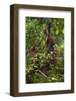 A Wild Mother and Baby Orangutan (Pongo Pygmaeus) at the Semenggok Orangutan Rehabilitation Center-Craig Lovell-Framed Photographic Print