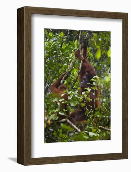 A Wild Mother and Baby Orangutan (Pongo Pygmaeus) at the Semenggok Orangutan Rehabilitation Center-Craig Lovell-Framed Photographic Print