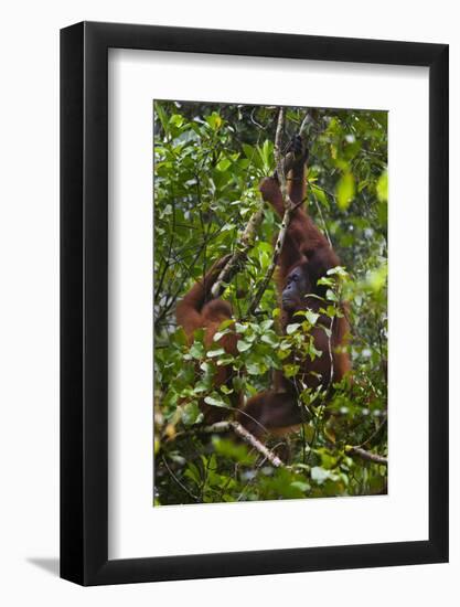 A Wild Mother and Baby Orangutan (Pongo Pygmaeus) at the Semenggok Orangutan Rehabilitation Center-Craig Lovell-Framed Photographic Print