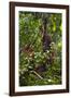 A Wild Mother and Baby Orangutan (Pongo Pygmaeus) at the Semenggok Orangutan Rehabilitation Center-Craig Lovell-Framed Photographic Print