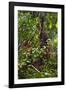 A Wild Mother and Baby Orangutan (Pongo Pygmaeus) at the Semenggok Orangutan Rehabilitation Center-Craig Lovell-Framed Photographic Print