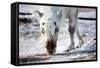 A Wild Reindeer on the Island of Spitsbergen, Svalbard, Norway-leaf-Framed Stretched Canvas